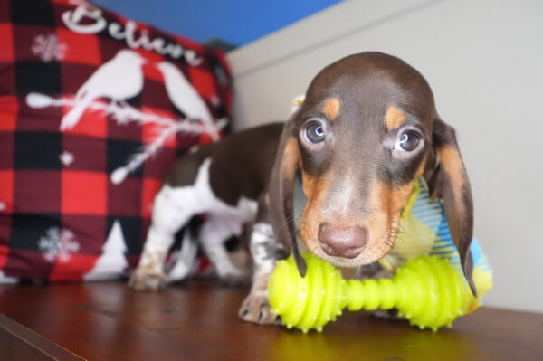 Roman Miniature Dachshund 01