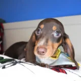 Roman Miniature Dachshund 02