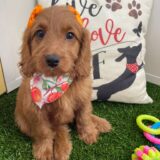 Rosaline Miniature Goldendoodle 02