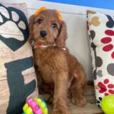 Rosaline Miniature Goldendoodle 03