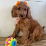 Rosaline Miniature Goldendoodle 04