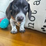 Roy Miniature Dachshund 02