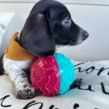 Roy Miniature Dachshund 04