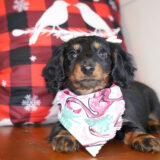 Rupee Miniature Dachshund 01