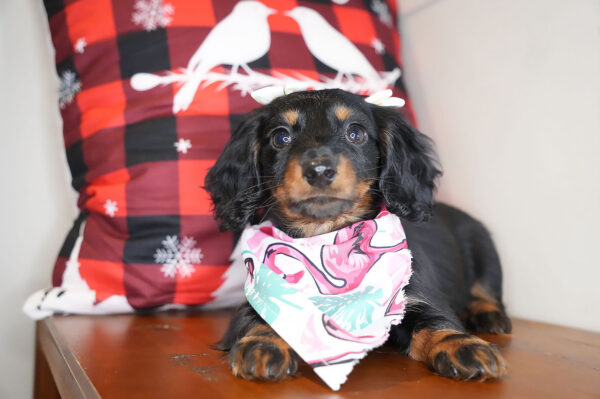 Rupee Miniature Dachshund 01