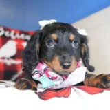 Rupee Miniature Dachshund 02