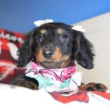 Rupee Miniature Dachshund 03