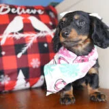 Rupee Miniature Dachshund 04