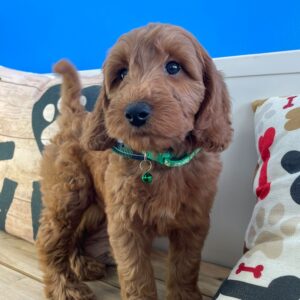 Scotch Miniature Goldendoodle 01