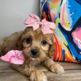 Shania Cavapoo 01