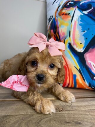 Shania Cavapoo 01