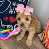 Shania Cavapoo 03