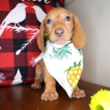 Sienna Miniature Dachshund 02