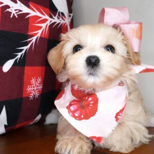 Soleil Maltipoo 01