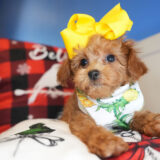 Sparkle Maltipoo 01