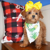 Sparkle Maltipoo 02