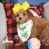 Sparkle Maltipoo 03