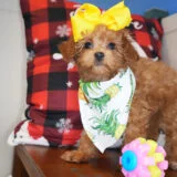 Sparkle Maltipoo 04