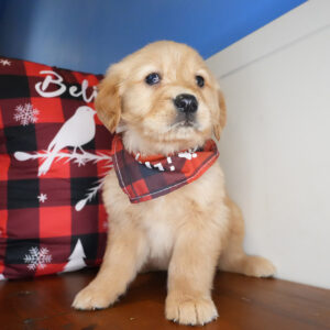 Stephano Golden Retriever 01