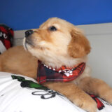 Stephano Golden Retriever 03