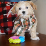 Syne Maltipoo 02