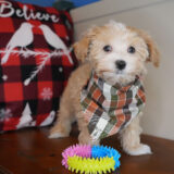 Syne Maltipoo 04