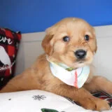 Tau Golden Retriever 03