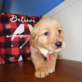 Tau Golden Retriever 04