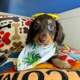 Tennyson - Miniature Dachshund 01