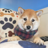 Tiernan Shiba Inu 01