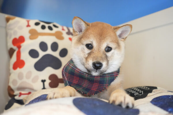 Tiernan Shiba Inu 01