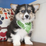 TinyTim Pembroke Welsh Corgi 02