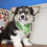 TinyTim Pembroke Welsh Corgi 03