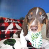 Trevor Miniature Dachshund 01