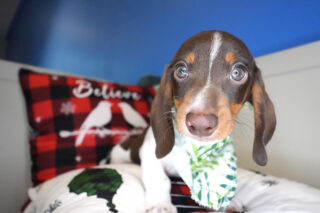 Trevor Miniature Dachshund 01