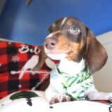 Trevor Miniature Dachshund 02