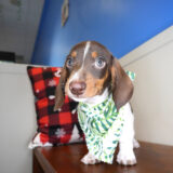 Trevor Miniature Dachshund 03