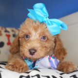 Trixie Miniature Poodle 01