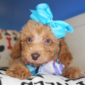 Trixie Miniature Poodle 01