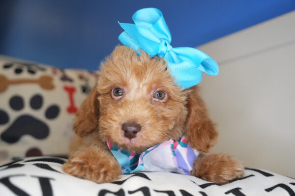 Trixie Miniature Poodle 01