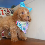 Trixie Miniature Poodle 02