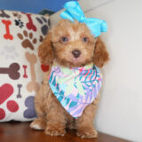 Trixie Miniature Poodle 03