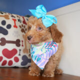 Trixie Miniature Poodle 04