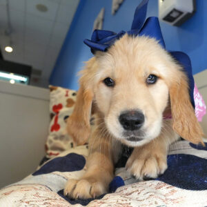 Tygon Golden Retriever 01