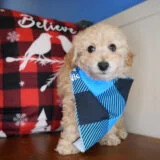 Ulysses Maltipoo 02