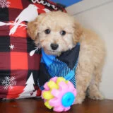 Ulysses Maltipoo 03