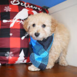 Ulysses Maltipoo 04