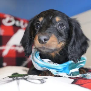 Vincent Miniature Dachshund 01