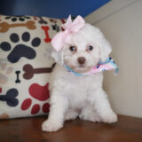 Vixen Miniature Poodle 02