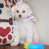 Vixen Miniature Poodle 03